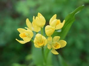 黄金色の花を付けることからその名を由来するキンラン。種子は約半年かけて熟し散布される