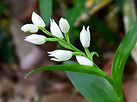 2010年から林内で確認されているクゲヌマラン。ギンランと同様、白い花を咲かせる