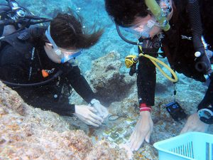 水中でサンゴ苗の植え付け作業