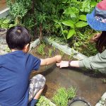 ビオトープで田植え体験