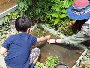 ビオトープで田植え体験