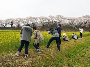 休耕田の菜の花を撮影